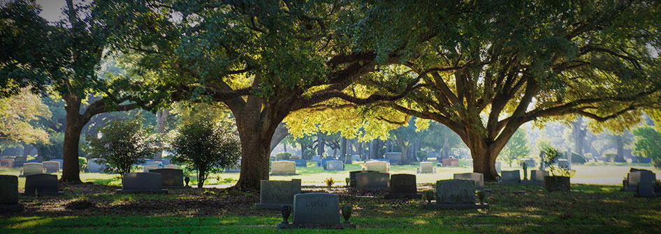 Shady Oaks Among the Graves of Roselawn Memorial Park